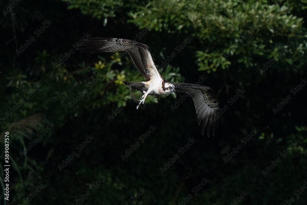 osprey in flight osprey in flight