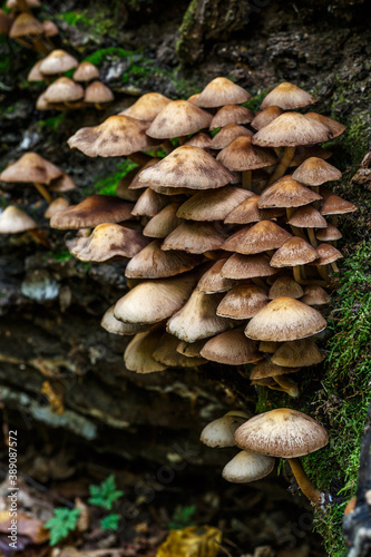 Mushrooms False honey fungus on a stump in a beautiful autumn forest.group fungus in autumn forest with leaves.Wild mushroom on the spruce stump. Autumn time in the forest.