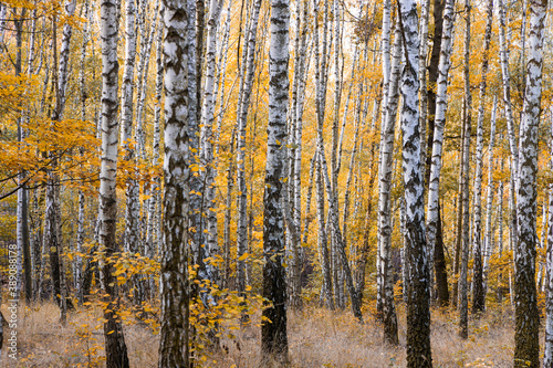 Beautiful autumn birch forest detail on white trunks