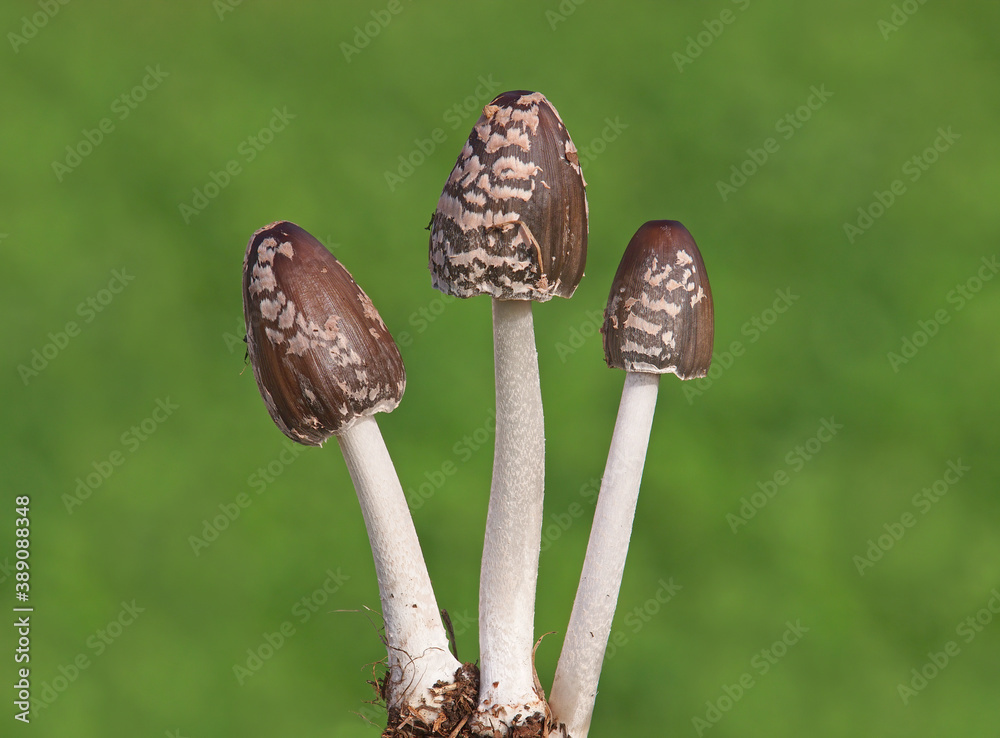 Magpie Inkcap mushroom, Coprinopsis picacea Magpie Inkcap mushroom, Coprinopsis picacea