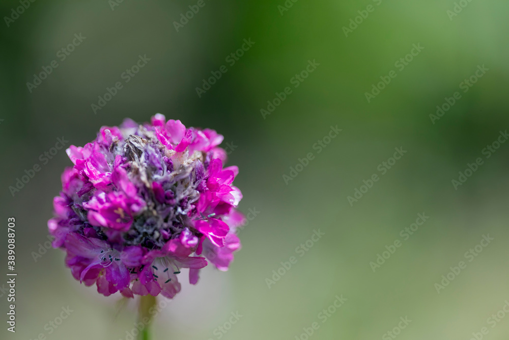 Obraz premium Basket of the inflorescence of the Armeria (or living near the sea, maiden's pillow, economy, sea rose), in which there are only blooming buds with stamens and already faded. Macro, selective focus.