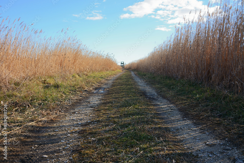 Fototapeta premium Lake Vrana in Winter time. Lake Vrana is the largest lake in Croatia. Dry reed. Bird watching area. 