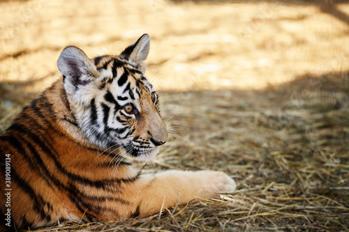 Fototapeta Naklejka Na Ścianę i Meble -  Portrait of a lovely little tiger cub at the zoo