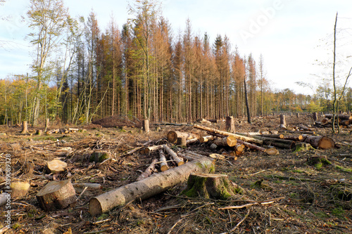 tree stumps and tree logs in a deforested woodland disposed to wood-working industry and timber exports and dried up trees in the background in times of climate change and global warming - stockphoto