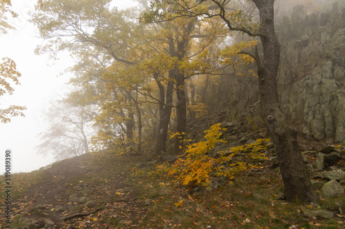 Fototapeta Naklejka Na Ścianę i Meble -  Autumn forest in morning fog
