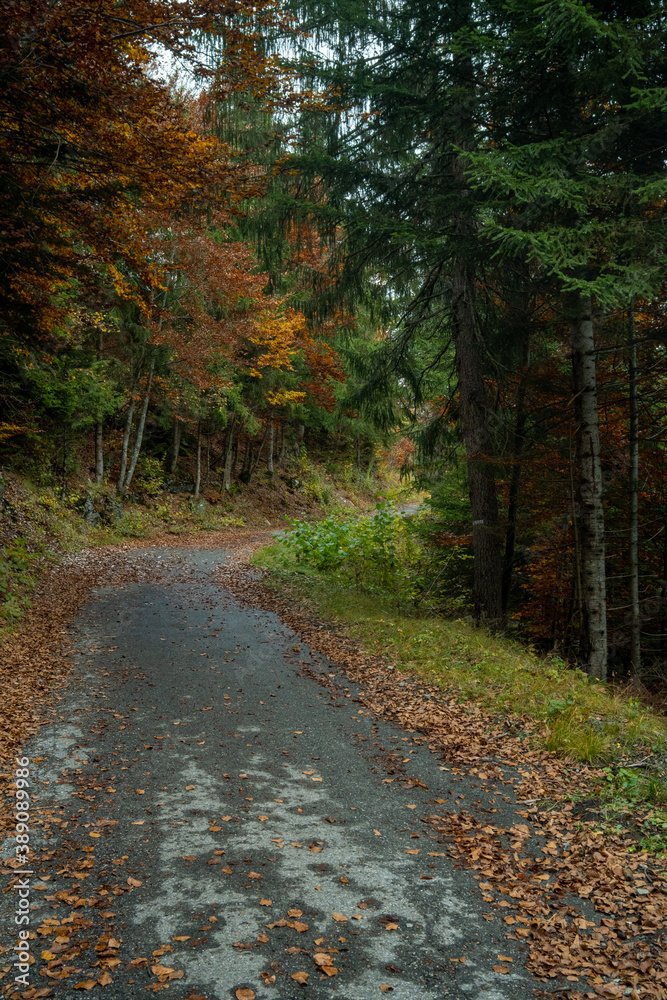 Obraz premium route en automne