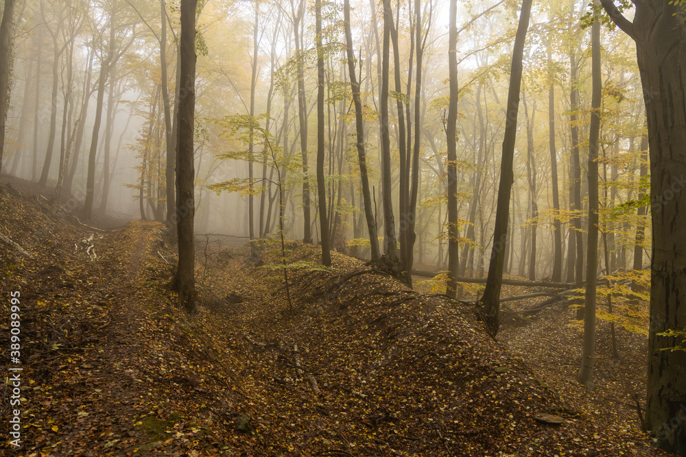 Fototapeta premium Autumn forest in morning fog
