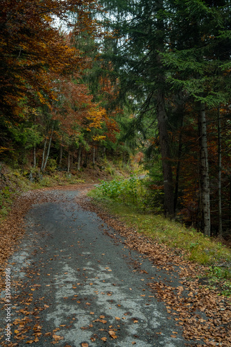 route en automne