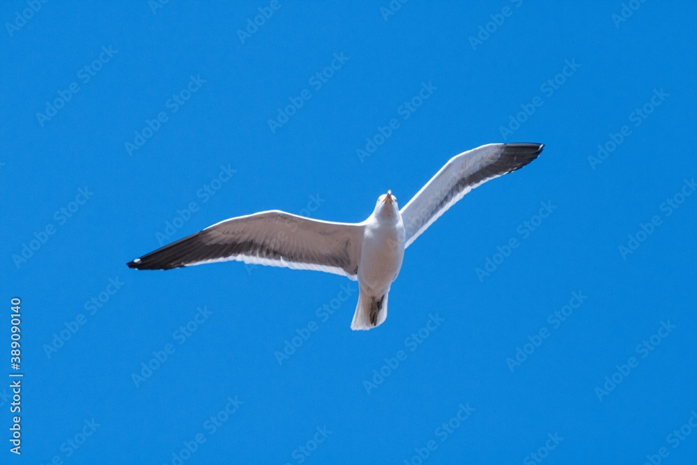 Gaviota Volando Gaviota Volando