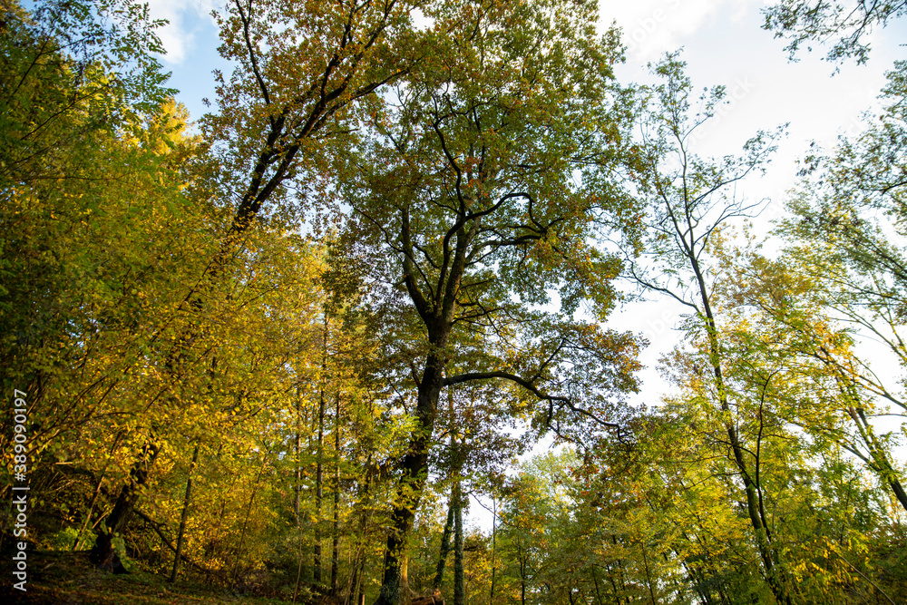 tall trees in the forest against the background of clouds, bottom-up view