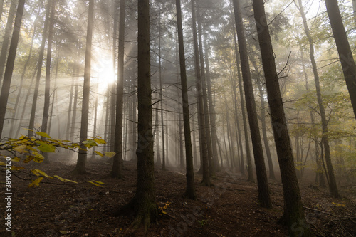 Autumn foggy forest with sun rays