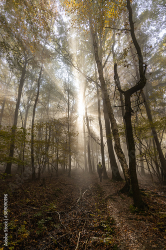Autumn foggy forest with sun rays