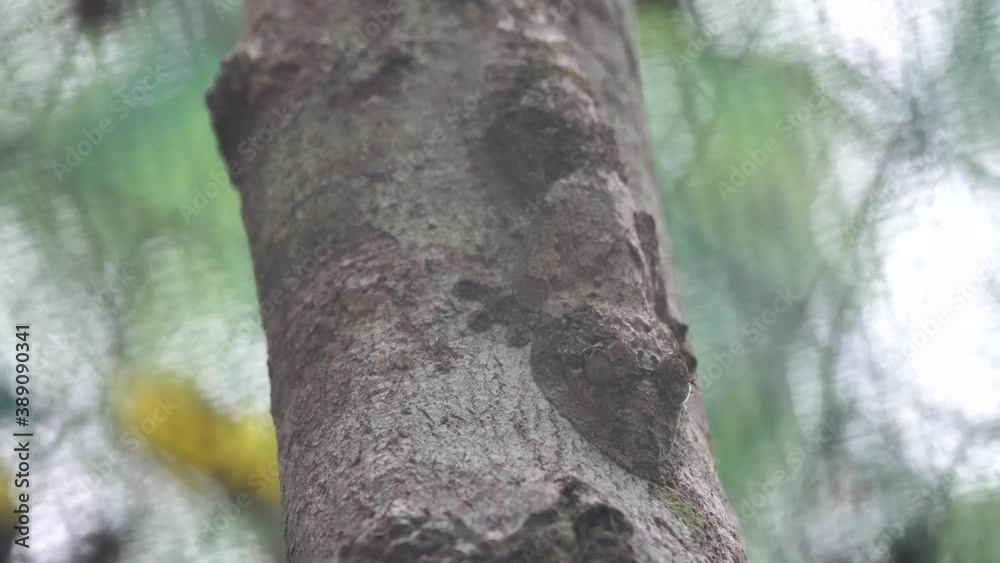 Uroplatus Camouflage Leaf-Tailed Gecko Hidden On Tree, Madagascar Uroplatus Camouflage Leaf-Tailed Gecko Hidden On Tree, Madagascar