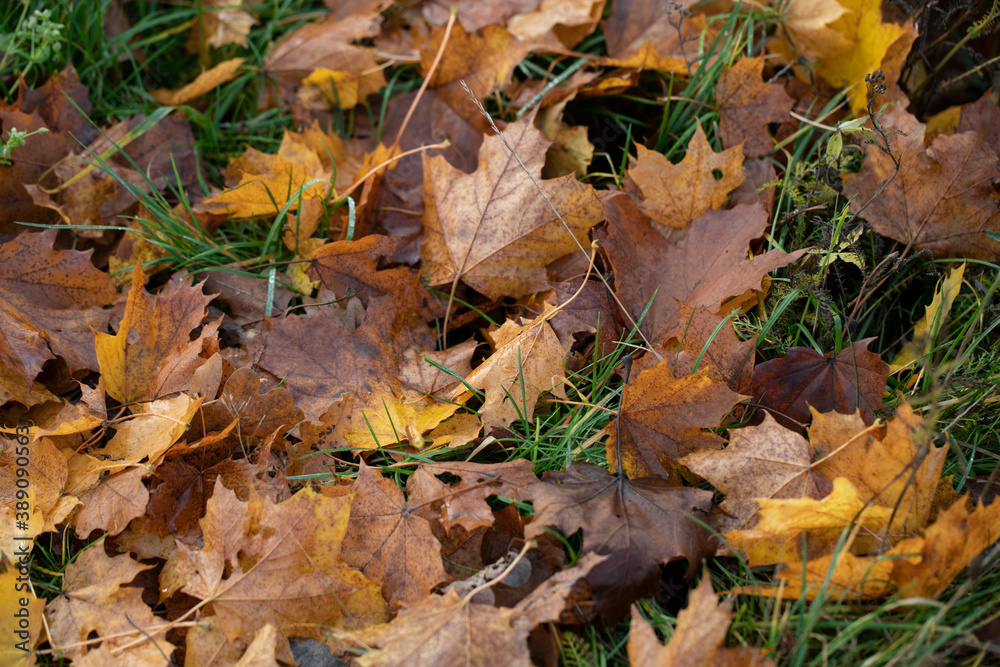 Background of yellow autumn leaves on green grass
Background of yellow autumn leaves on green grass