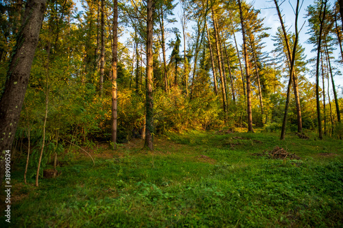 tall trees in the forest against the background of clouds  bottom-up view