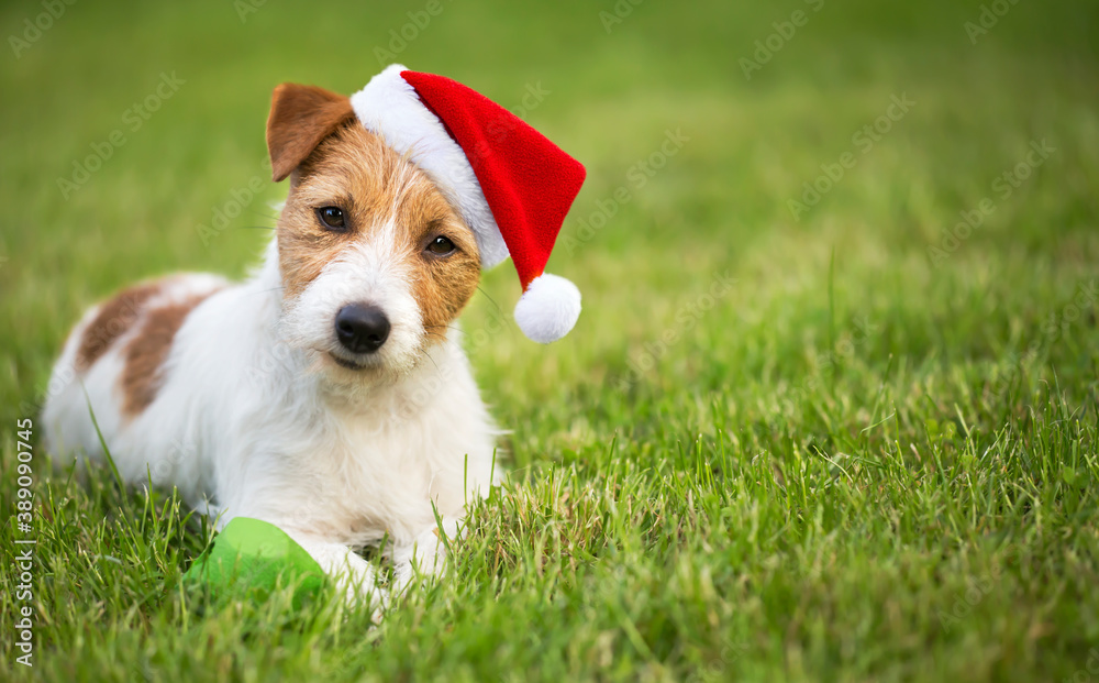 Christmas happy cute santa pet dog puppy smiling in the grass. Holiday card background with copy space. - obrazy, fototapety, plakaty 