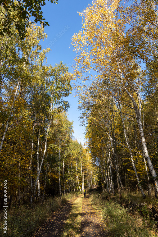 Forest road in the autumn nature with clear sky Forest road in the autumn nature with clear sky