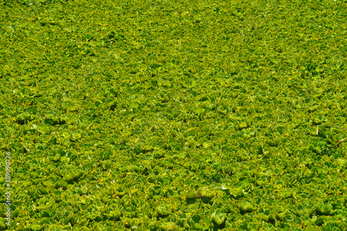 green background of  Water hyacinth (Eichhornia crassipes) under the sunlight. photo