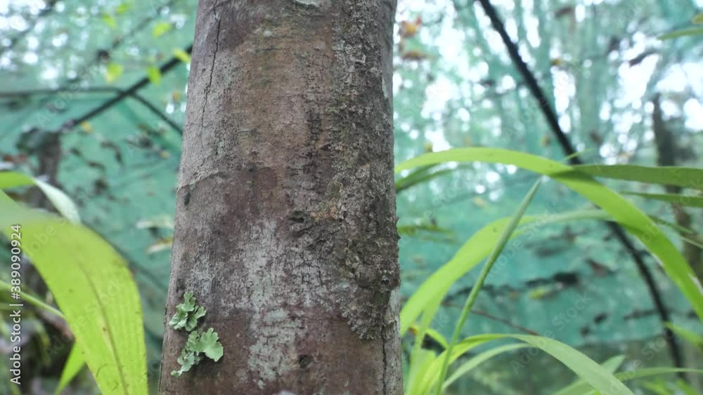 Mossy Leaf Tailed Gecko Camouflaged On A Tree Trunk, Madagascar Mossy Leaf Tailed Gecko Camouflaged On A Tree Trunk, Madagascar