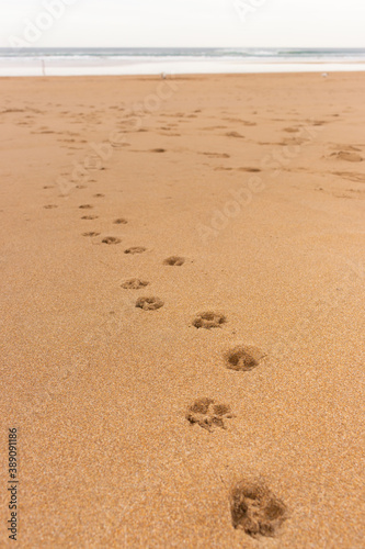 Footsteps of dog on the beach. Paws track on sand. Doggy print on seacoast. Relax time in desert dunes. Vacation with pet on the beach. Holidays on sandy shore. Play with domestic animal concept.