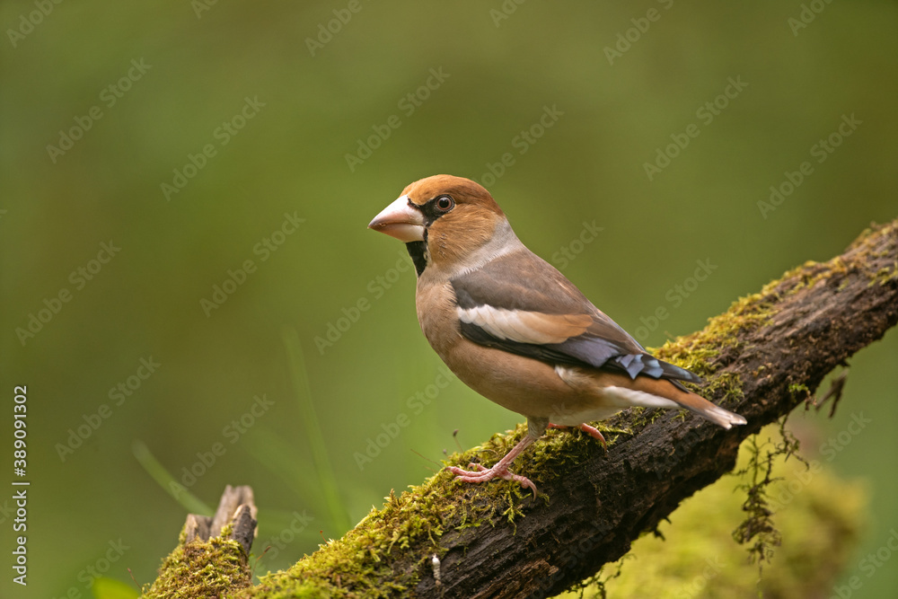 Hawfinch in the dark forest. Ornithology in nature. European wildlife nature. The bird is hidden in the wood. Hawfinch in the dark forest. Ornithology in nature. European wildlife nature. The bird is hidden in the wood.