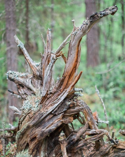 an old snag from a fallen tree in the forest