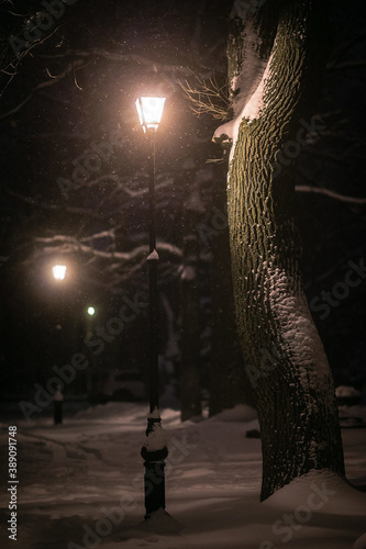 street lights next to trees illuminate the road in the winter Park