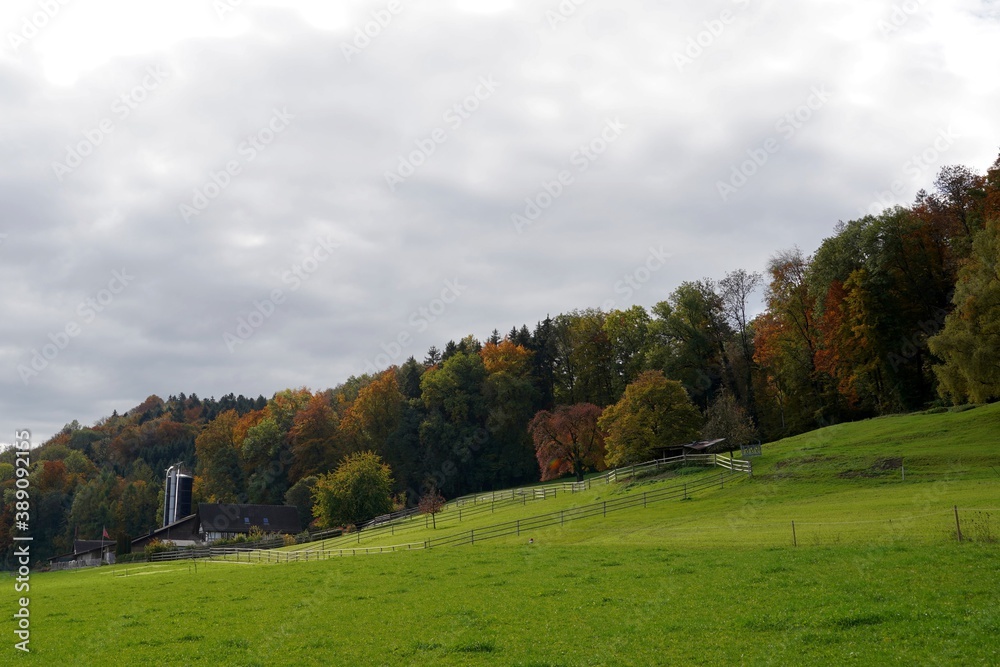A dairy farm in Switzerland with fenced enclosure for cows on an autumn day with overcast sky and deciduous forest with colorful foliage on the horizon. The pastures and meadows are well kept. 