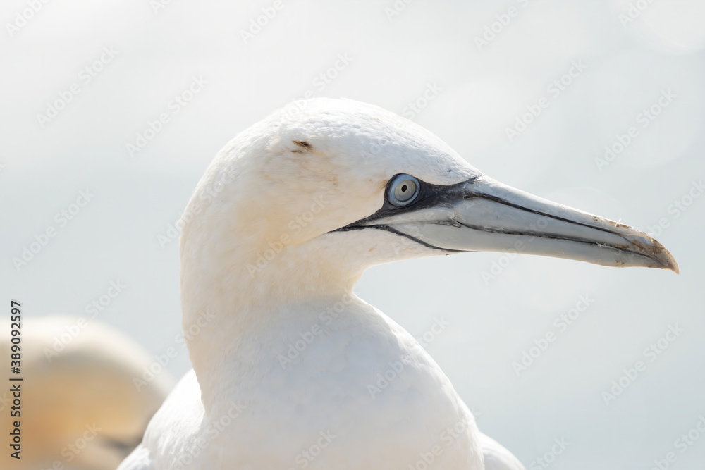 Portrait of pair of Northern Gannet, Sula bassana, Two birds love in soft light, animal love behaviour Portrait of pair of Northern Gannet, Sula bassana, Two birds love in soft light, animal love behaviour