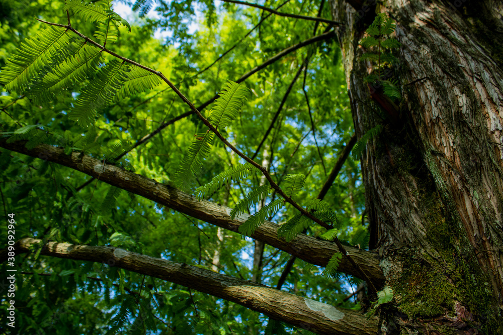 Branches of a tree - a kind of sequoia Branches of a tree - a kind of sequoia