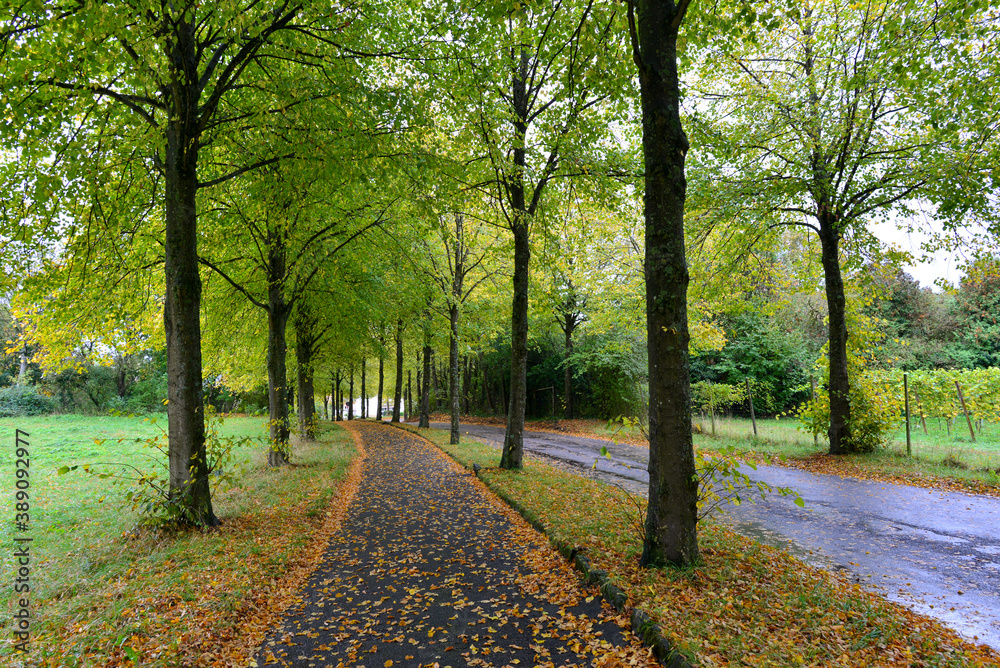 Naklejka premium Singen (Hohentwiel) im Herbst