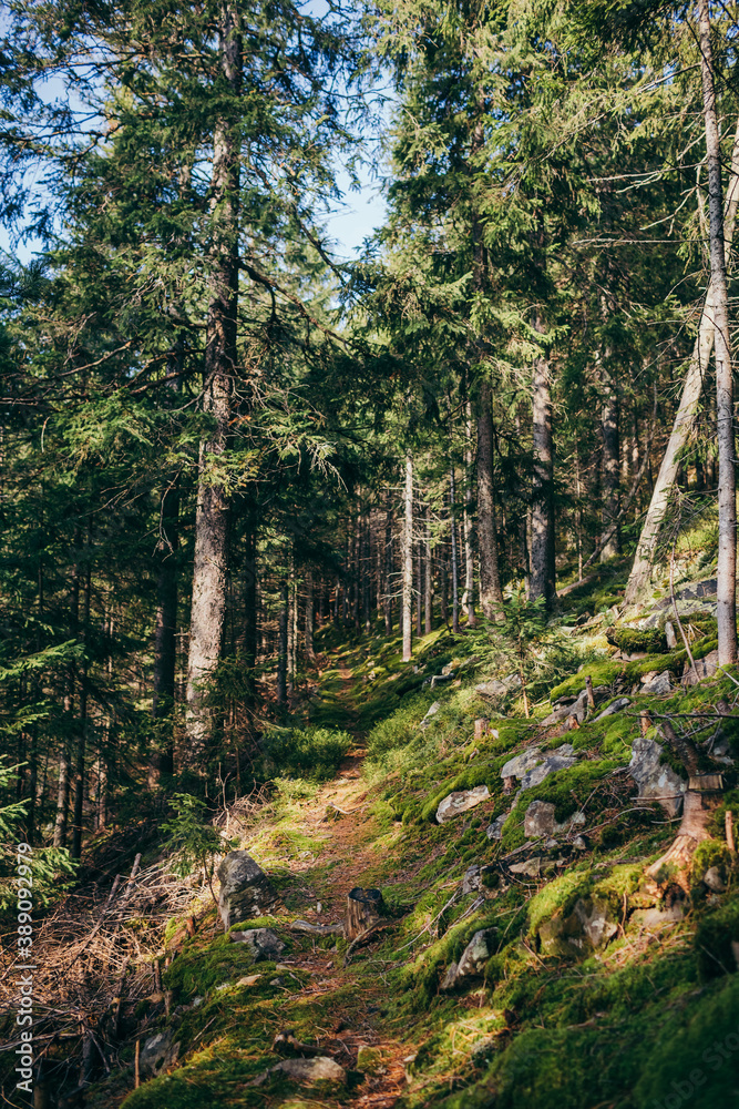 Fototapeta premium A tree in a forest