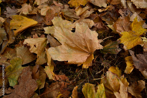 autumn fallen to the ground  colorful foliage