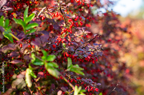 Red berries in autumn; colorful plants photo