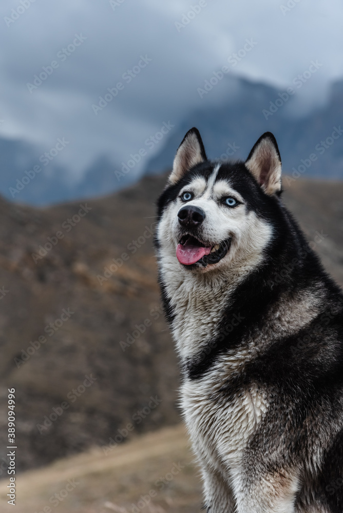 Naklejka premium A beautiful dog of the Siberian Husky breed stands high in the mountains in autumn. Free life concept
