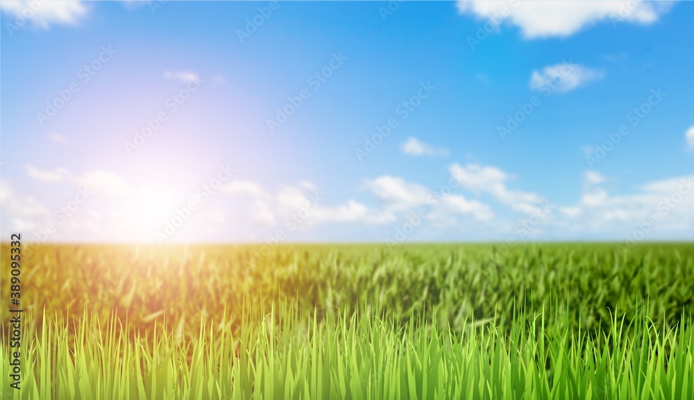 Obraz premium Plantation.