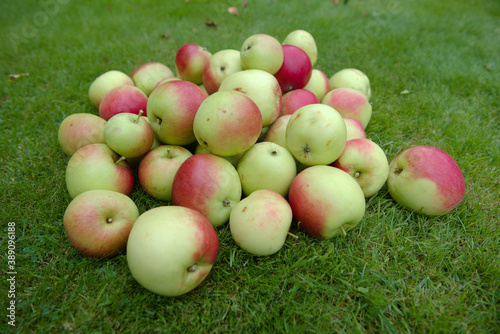Side view of a stack of wild red and green apples. Wide angle