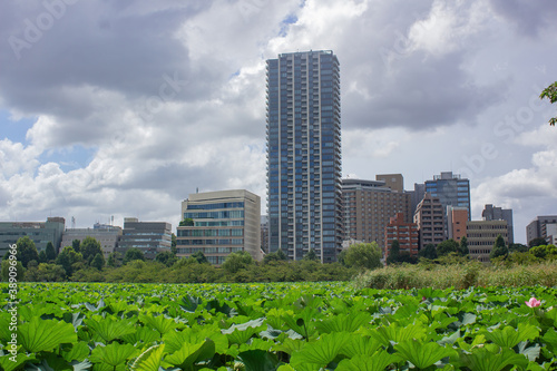 Ueno park in Tokyo with buildings on the back