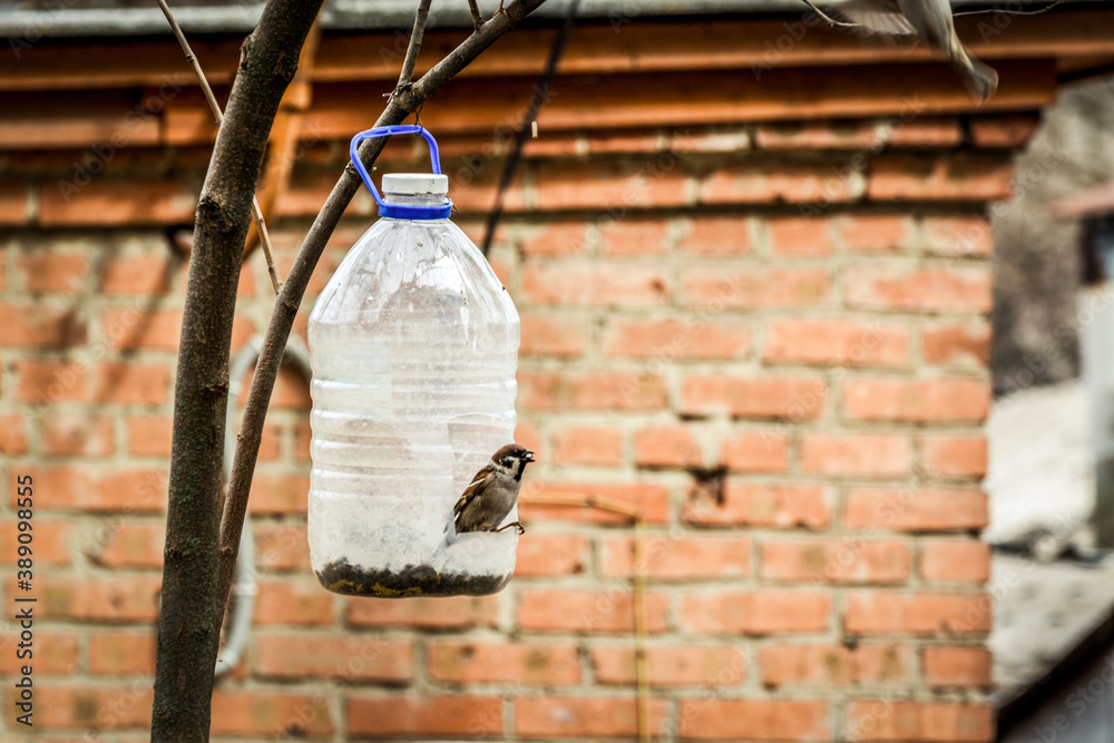 Sparrows eat from a homemade feeder made from a plastic bottle.
