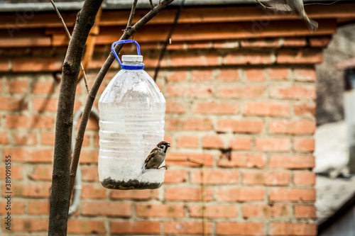 Obraz na płótnie Sparrows eat from a homemade feeder made from a plastic bottle. w salonie