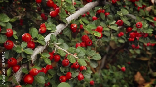 Branch of the Autumnal bush all covered with red ripe berries macro, slow motion tracking shot