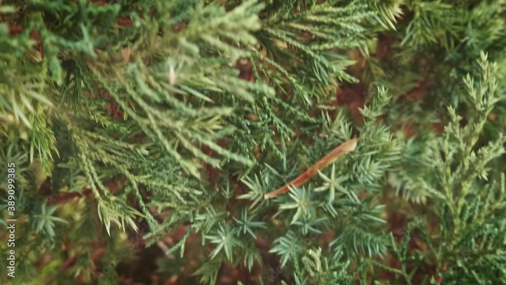 Decorative fir tree with soft fresh green needles, tilt up shot. Decorative fir tree with soft fresh green needles, tilt up shot.