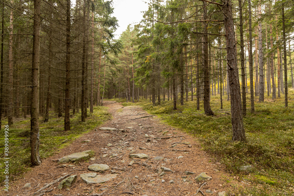 Autumn forest path with roots needles and stones Autumn forest path with roots needles and stones