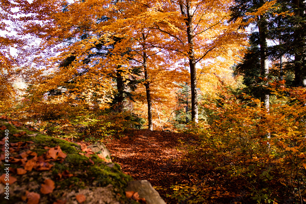 The autumn has arrived in Switzerland The autumn has arrived in Switzerland