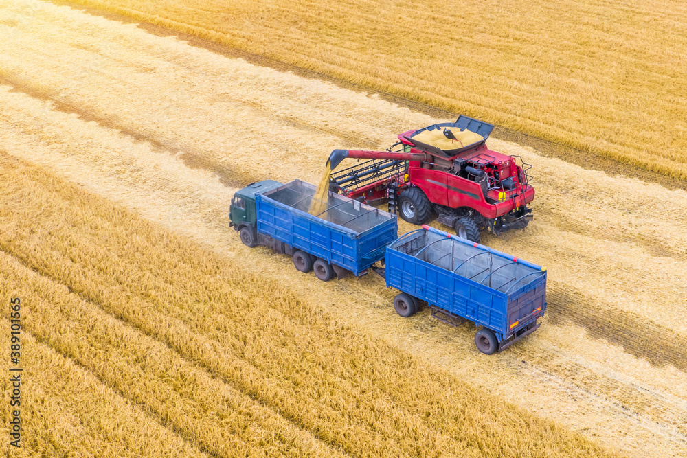 Obraz premium red combine harvest wheat in the field. Aerial view. the carrier accepts the grain Harvesting machine working in the field. .Combine harvester agricultural machine. Top view from the drone