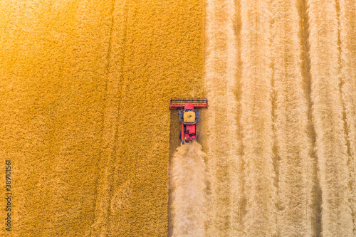 one red combine harvest wheat in the field. Top view. Harvesting machine working in the field. Top view from the drone