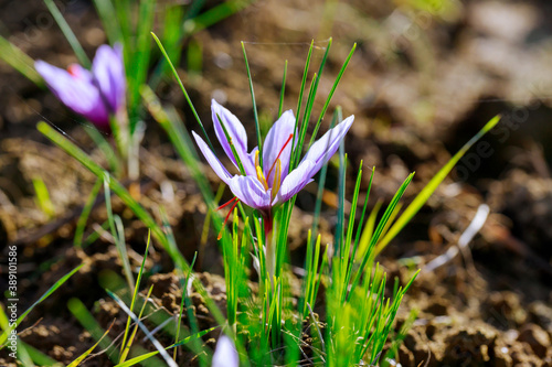 Aromatic flowers saffron growing for harvest of spice. photo