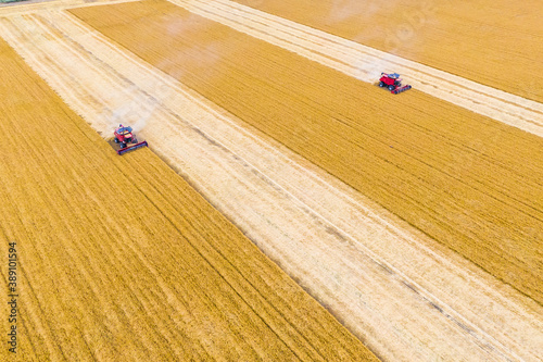 Top view from the drone. two red combine harvest wheat in the field. Aerial view. Harvesting machine working in the field.  Combine harvester agricultural machine