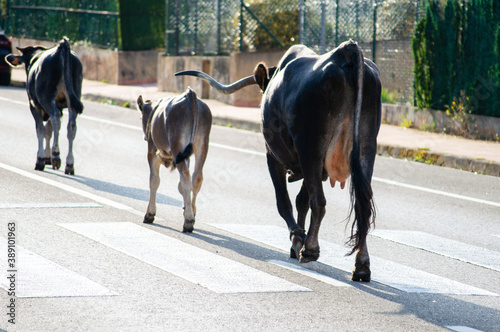 A group of cows and veals walking along a road
