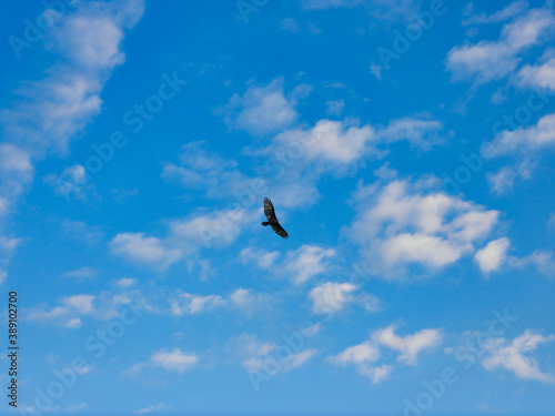 Turkey Vulture Bird in Flight with Full Wing Span on a Summer Day with Blue Sky and a Few Clouds